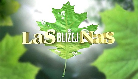 Las bliżej nas: Puszcza Kozienicka (1)