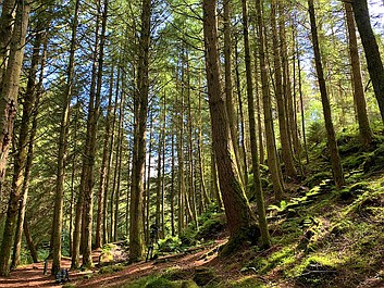 Lasy Kielder: Wiosna (1)