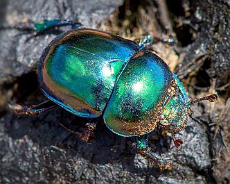 Legendarne owady: Mrówki (1)