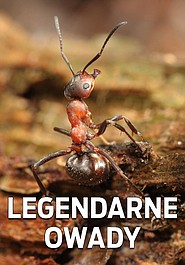 Legendarne owady: Mrówki (1)