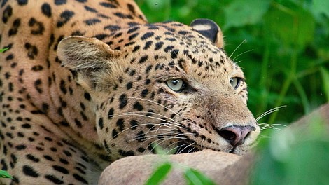 Leopard Dynasty - The Rise of Rana