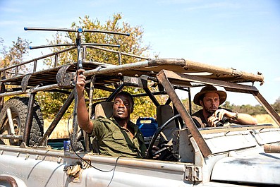 Likaony: stado vs. reszta świata 2: Powrót do South Luangwa (1)