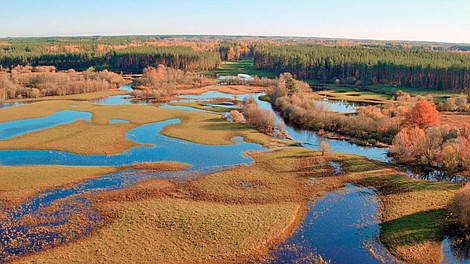 Łosie z Matsalu. Dzikie olbrzymy znad Bałtyku