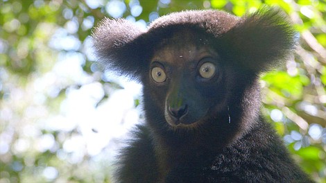 Madagaskar - najdziwniejsze gatunki: Sekrety i zagadki (1)