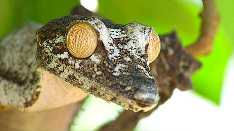 Madagaskar - najdziwniejsze gatunki: Sekrety i zagadki (1)