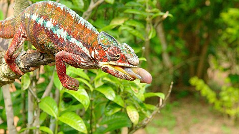 Madagaskar - najdziwniejsze gatunki: Lasy tajemnic (2)