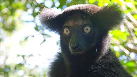 Madagaskar - najdziwniejsze gatunki: W dżungli (1)