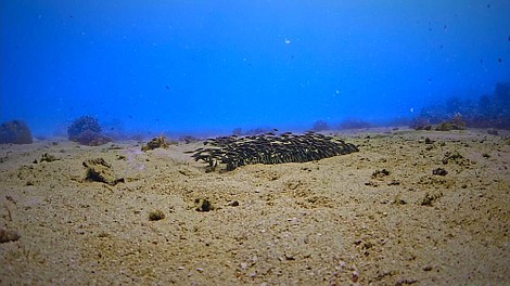 Magiczny krąg rafy koralowej: Pacyficzny Pierścień Ognia (1)