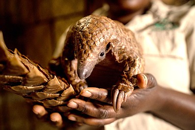 Malawi: na pomoc zwierzętom 2: Jak złapać jaszczurkę (1)