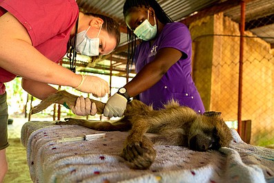 Malawi: na pomoc zwierzętom 2: Spacer z łuskowcem (3)