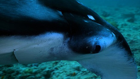 Malediwy. Wodne królestwo Oceanu Indyjskiego (1)