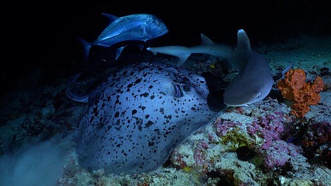 Malediwy. Wodne królestwo Oceanu Indyjskiego (1)