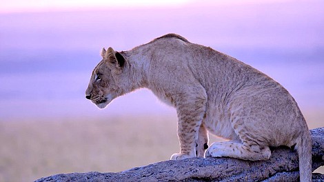 Masai Mara: Rezerwat wielkich kotów (1)