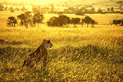 Masai Mara: sekrety natury: Przebudzenie (2)