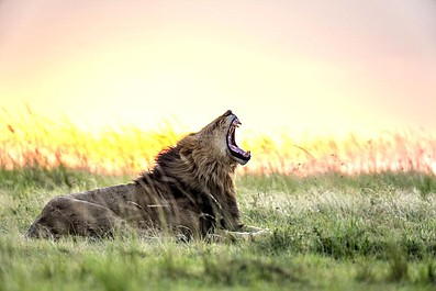 Masai Mara: sekrety natury: Nowy porządek (1)