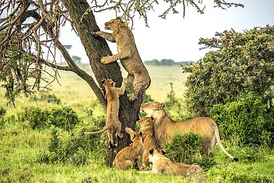 Masai Mara: sekrety natury: Nowy porządek (1)