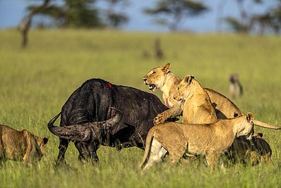 Masai Mara: sekrety natury: Nowy porządek (1)