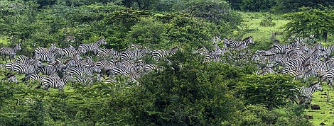 Masai Mara: sekrety natury: Nowy porządek (1)