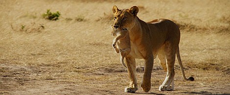 Matka Natura: Najgroźniejsze mamy (1)