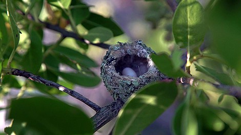 Matka Natura: Pracujące mamy (2)