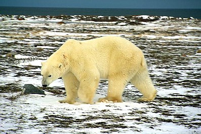 Miasto niedźwiedzi polarnych (1)
