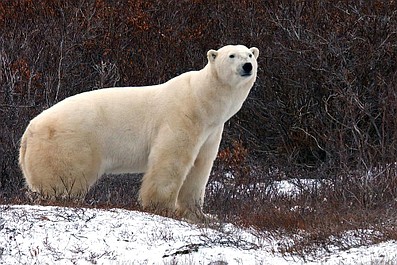 Miasto niedźwiedzi polarnych: Ostatni taniec (11)