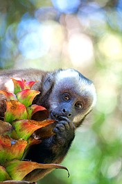 Najdziksza Ameryka Łacińska: Amazonia (2)