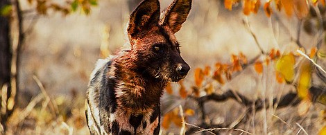 Najgroźniejsi łowcy: Jad (2)
