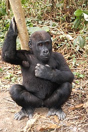 Najgroźniejsi mieszkańcy Afryki: Dżungla (1)