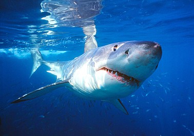 Atak rekina: Koszmar w Zatoce Meksykańskiej (1)