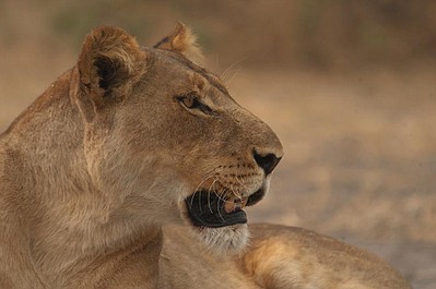 Najgroźniejsi mieszkańcy Afryki: niepozorni zabójcy (1)