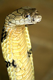 Najgroźniejsze węże świata: Ameryki (3)