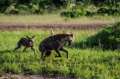 Najgroźniejsze zwierzęta Afryki: Zabawa w chowanego (1)