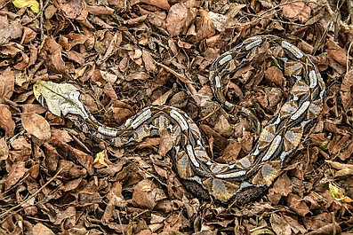 Najgroźniejsze zwierzęta Afryki: Zabawa w chowanego (1)