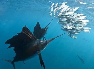 Najgroźniejsze zwierzęta świata: Ocean zabójców (2)