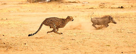 Najgroźniejsze zwierzęta świata: Z zimną krwią (4)