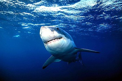 Najgroźniejsze zwierzęta świata: Szaleństwa rekinów: Amazonia
