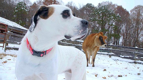 Najlepszy przyjaciel psa: Shamus, Puk, Amani i Winspear (7)
