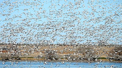 Narodziny ptaków (1)