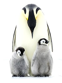 Nasza zima zła: Przetrwanie (3)