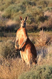 Dzika Australia: Pustynia kangura rudego (1)