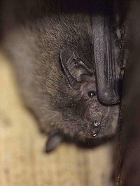 Fascynujące migracje: Karlik większy (1)