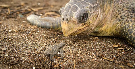 Natura w Jedynce: Szpiedzy wśród zwierząt 2: Obszary podbiegunowe (4-ost.)