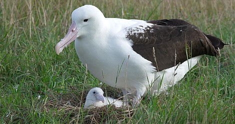 Natura w Jedynce: U wybrzeży Nowej Zelandii 3: Kuki Airani (6-ost.)