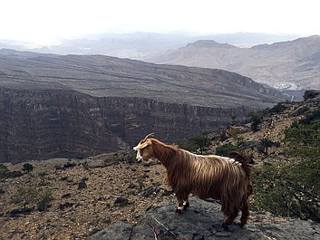 Niebezpieczne szlaki 2: Góry Al-Hadżar. Oman (8)