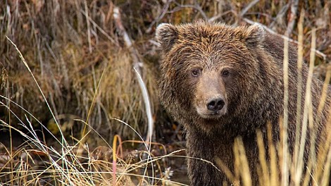 Niedźwiedzie grizzly z Jukonu
