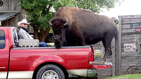 Nietypowi pupile: Lwy, niedźwiedzie, bizony (1)