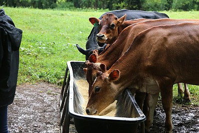 Niezwykła farma: Bolące kopytka (1)