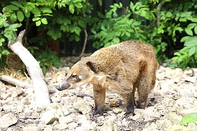 Niezwykłe przyjaźnie wśród zwierząt: Na ratunek (6)