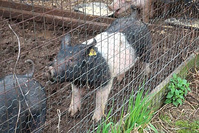 Niezwykły dr Pol: Znowu w grze (1)